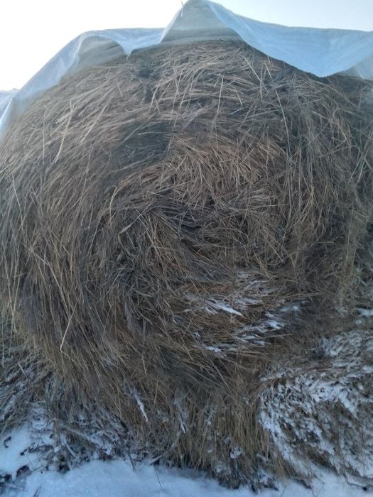 Продам сено Луговое!
