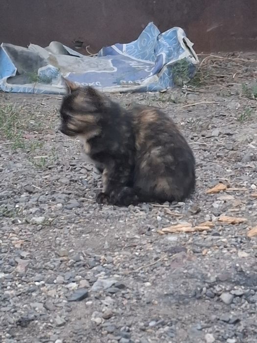 Отдаем 1 кошку 2 котят