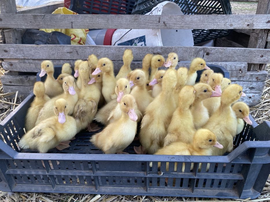 Vând ratâ peking !