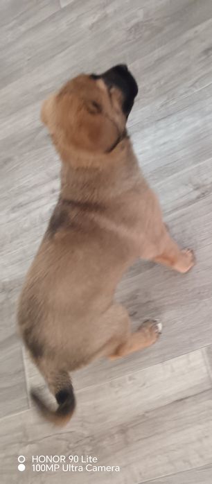 Отдам в хорошие добрые руки