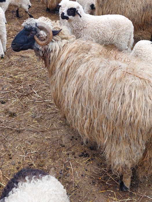 Oi cu miei de vânzare