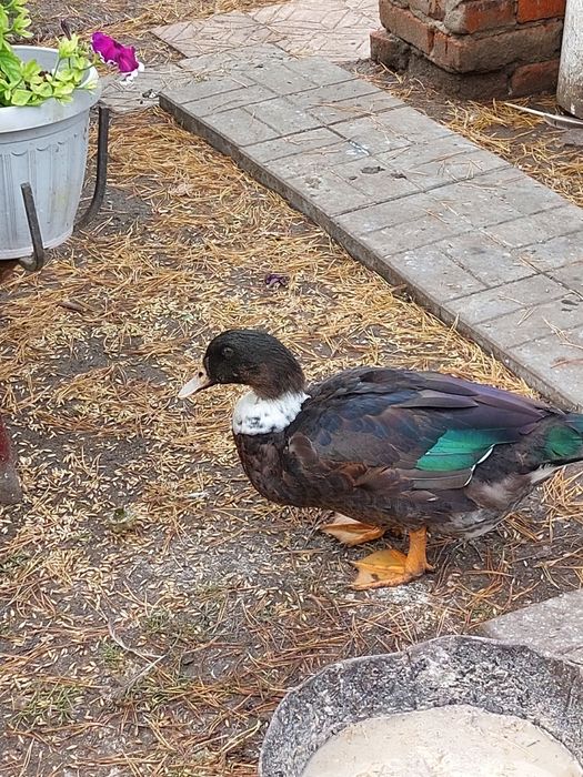 Утки башкирские ,,индоутки