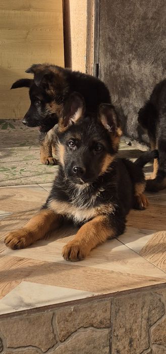 Щенки немецкой овчарки