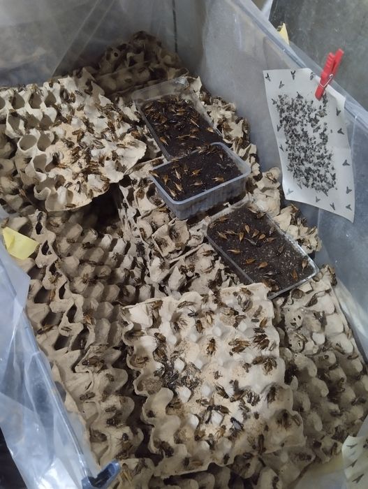 Сверчки - qora chigirtka