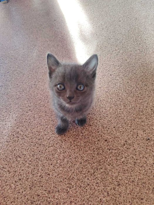 Котята вислоухие в добрые руки