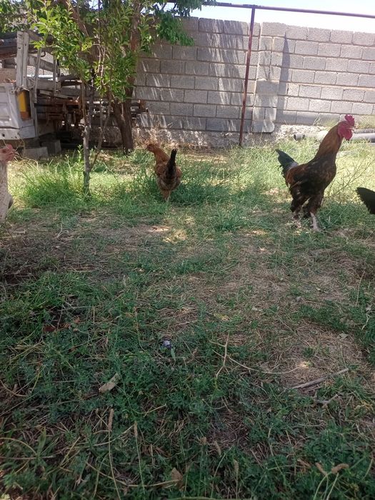 Туып тұр жас тауықтар