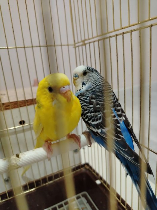 Волнистые попугай