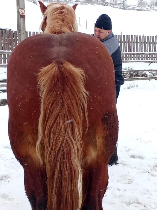Manz pentru pretentiosi !