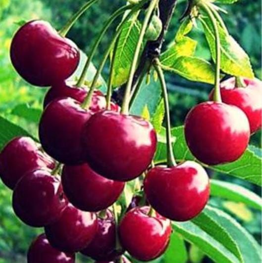 Саженцы Вишни Черешни