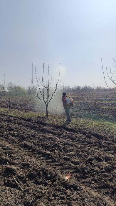 Dori sepish xizmati juda yaxshi sepiladi