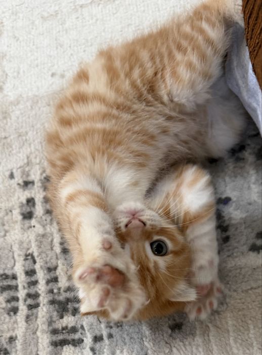 Вислоухие котята Есик