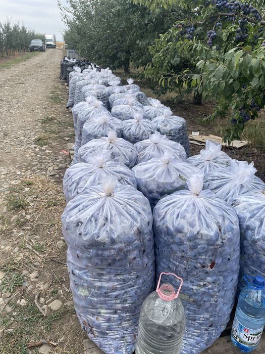 Prune Stanley pentru tuica si consum