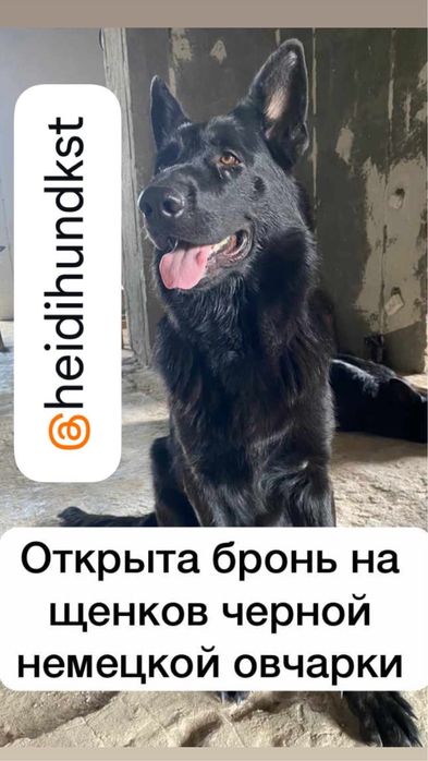 Щенки немецкой овчарки