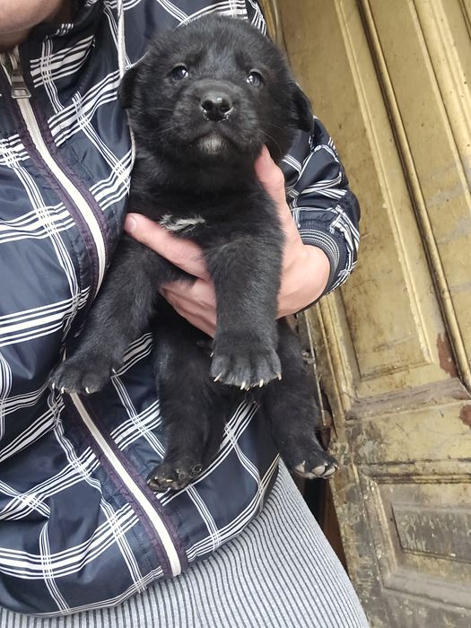 Подарявам кучета Немски овчарки-каракачнки