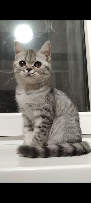 Девочка. Скоттиш страйт.