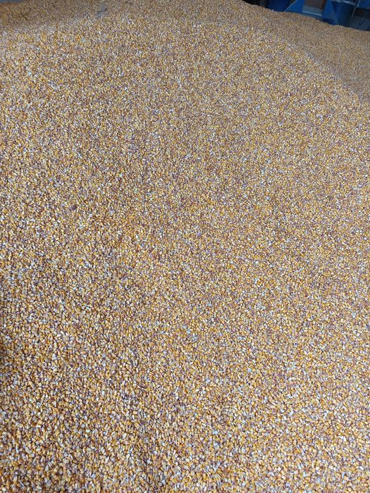 Malai boabe de vanzare