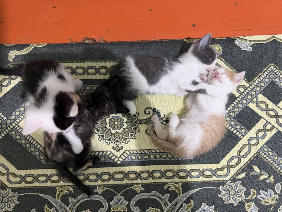 Маргаулар котята