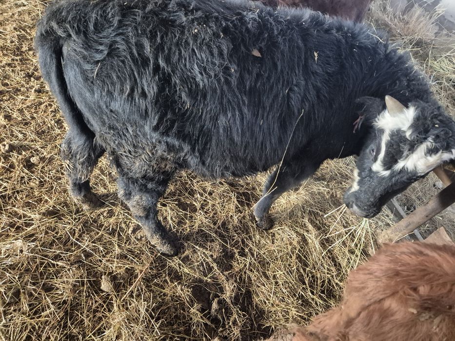 Бычкок бука сатылады