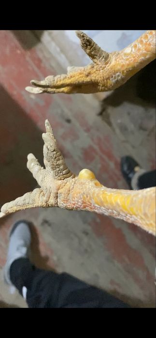 Продам курей корея  даканы