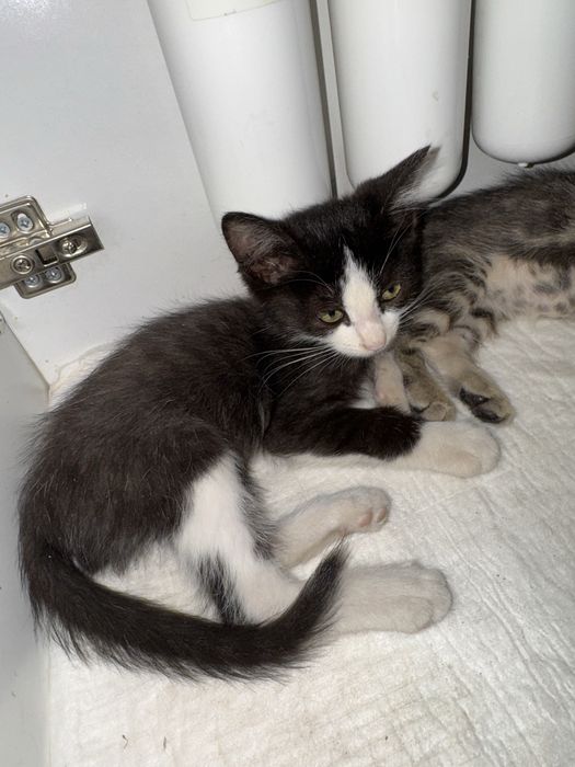 Котята срочно ищут дом