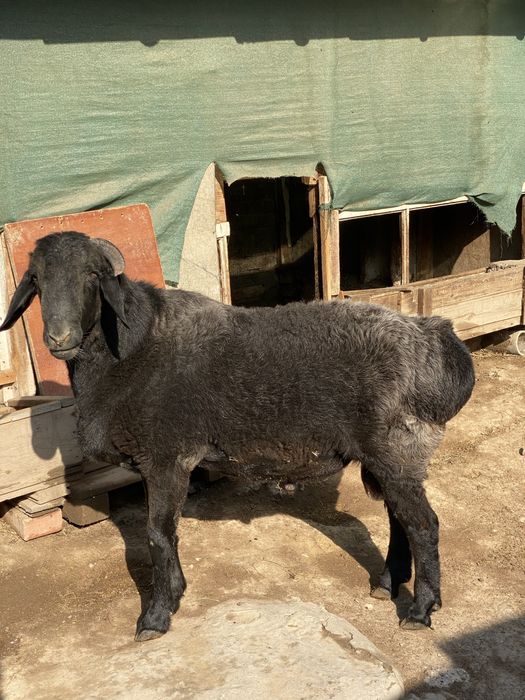 Qoy sotiladi