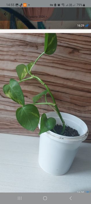 Комнатные растения