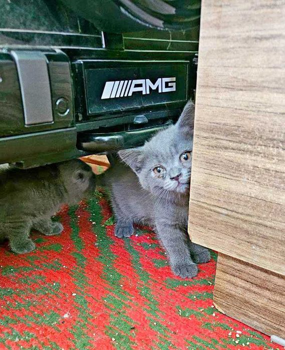 Кошка шотландский