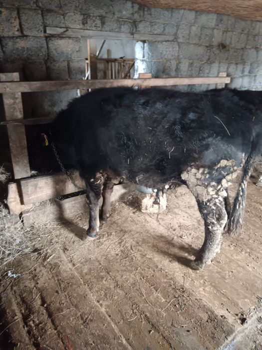 бука сатамын/продам быков