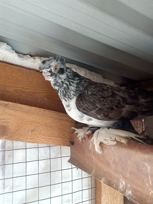 Продаётся челкарь двухчубый весёлый самец