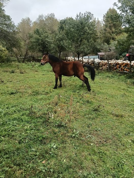 Vând mânz de un an și 4luni relații al Nr de telefon