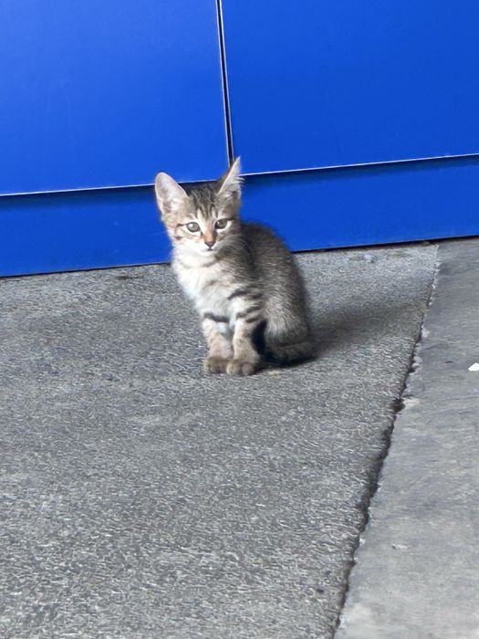 Отдам котят есть 5 котят