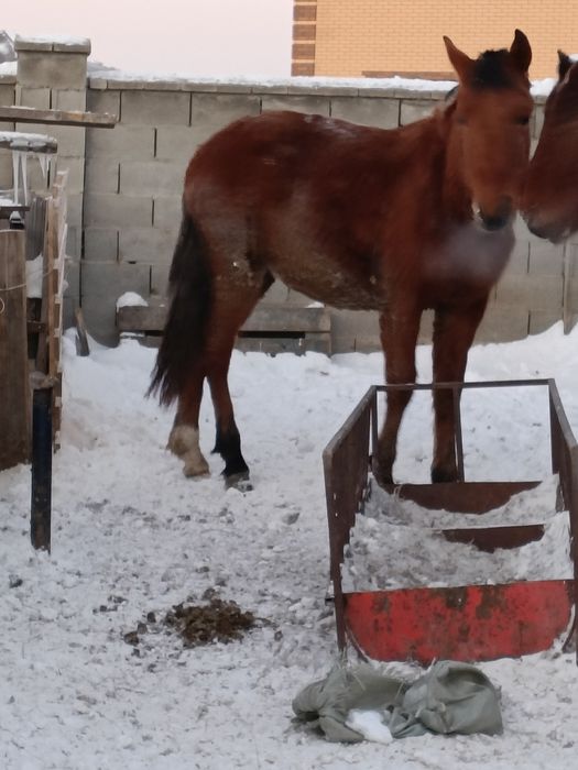 Тай, Қосшыда тұр.Тайлар.