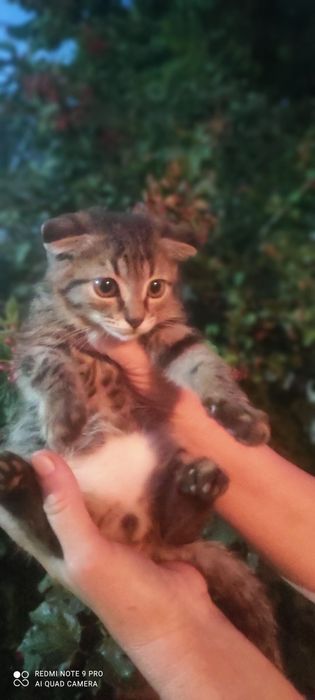 Котята бесплатно