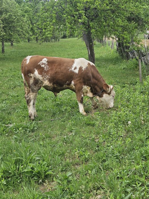 Vand Tauras de 7  luni, Baltata Romaneasca