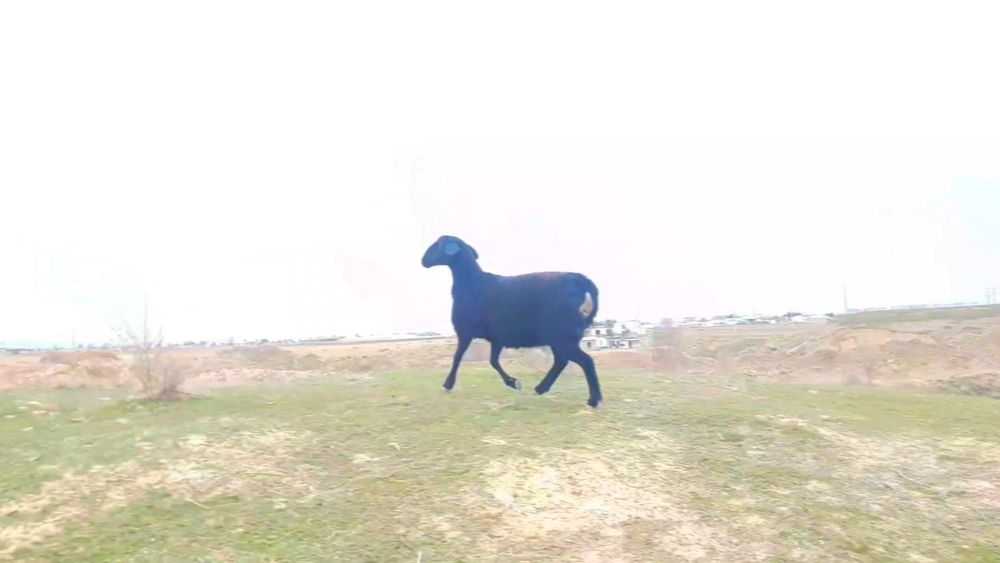 Toza Hisori qo‘ylar bor. Naslga mos. Qiziqqanlar uchun