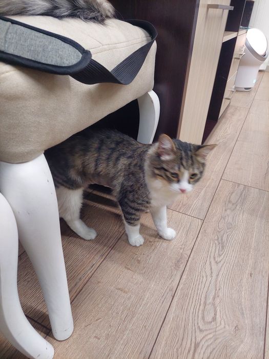 Котенок мальчик кастрированный