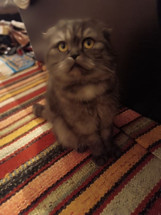 Кошки скотиш фолд
