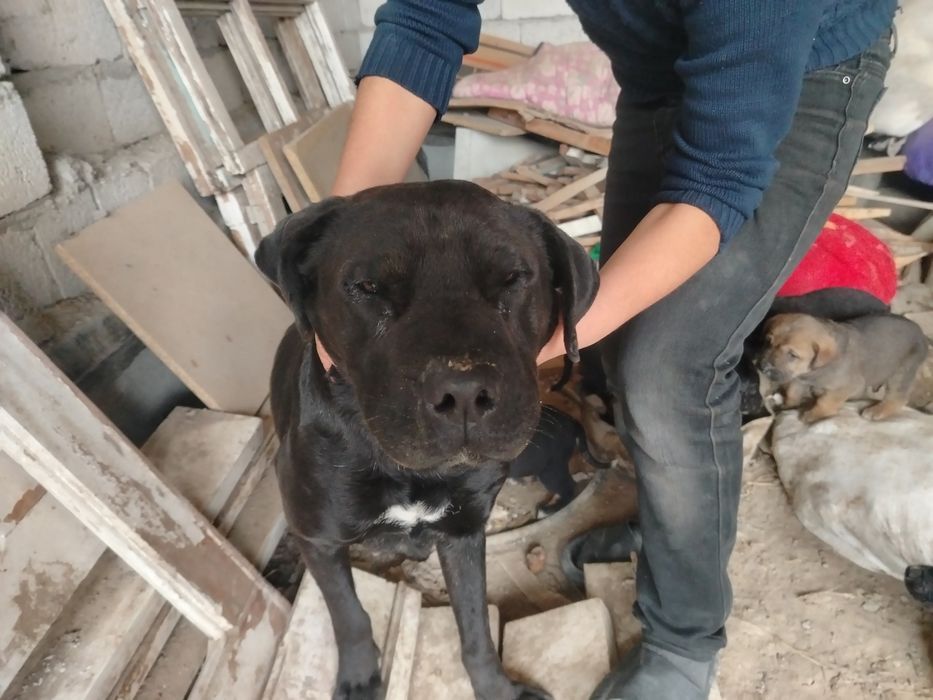 Lablador bolalari bilan