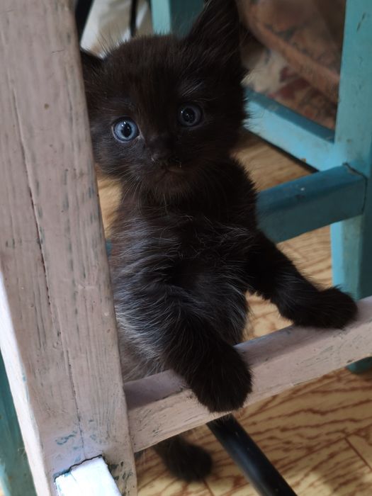 Породистые котята
