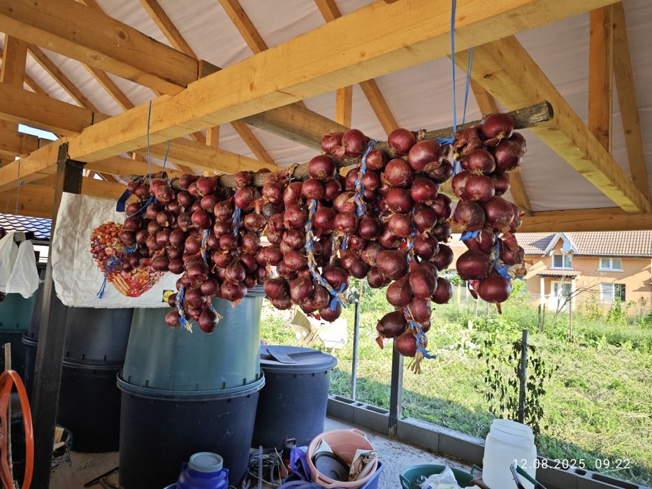 Ceapa și usturoi de toamna