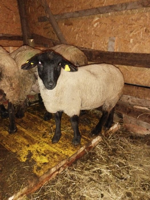 Berbec Sufolk la a doua montă