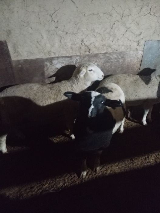 Ягнята породы Дорпер