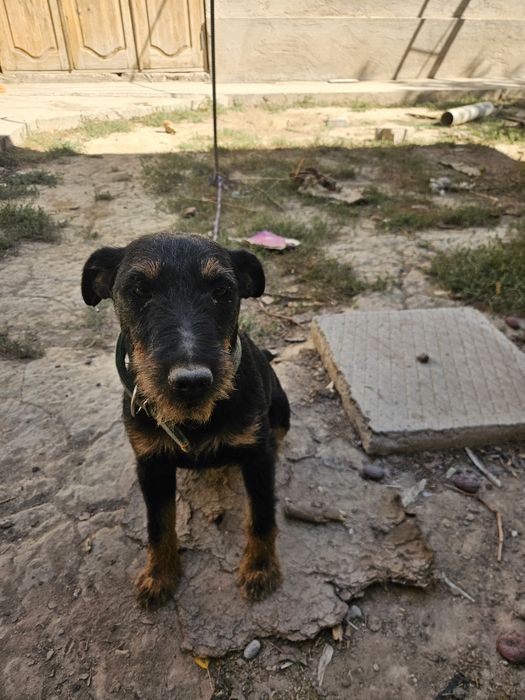 Яктерер Сучка и Кабель