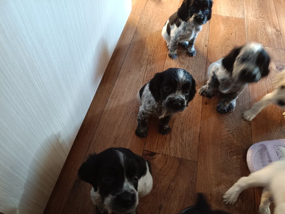 Русский спаниэль продам щенят