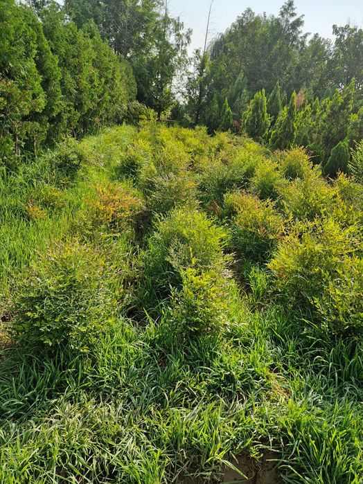 Нандина домашняя (лат. Nandina domestica Thunb)