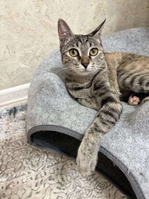 Кошка в добрые руки