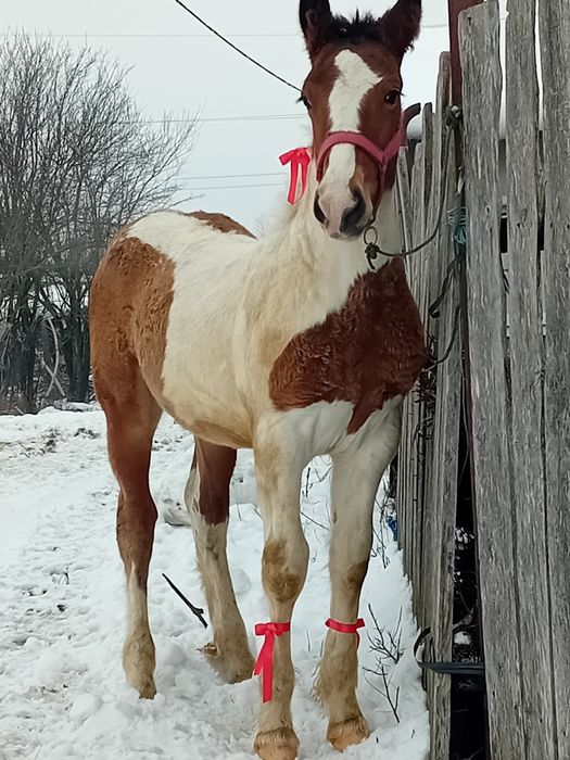 Vand mânz gipsy vanar 4 luni