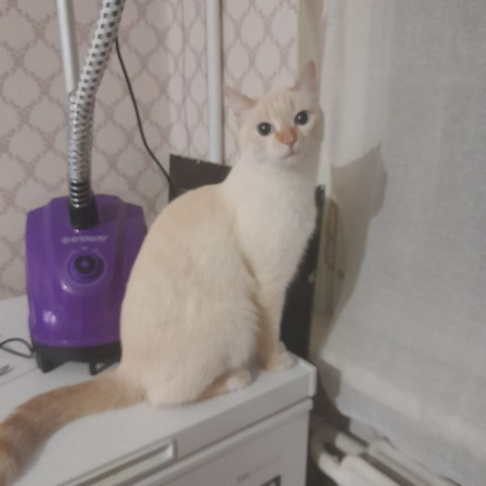 Отдам даром очень хорошее руки!