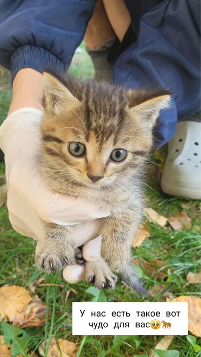 Котенок в добрые руки