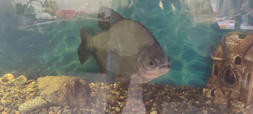 Аквариумная пиранья